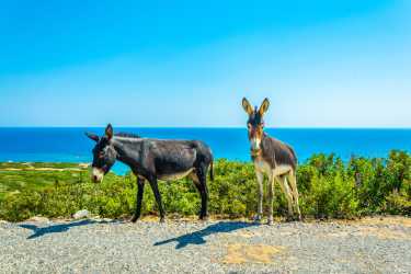 Wycieczka fakultatywna, Marathon z Ayia Napa do skarbów Północnego Cypru